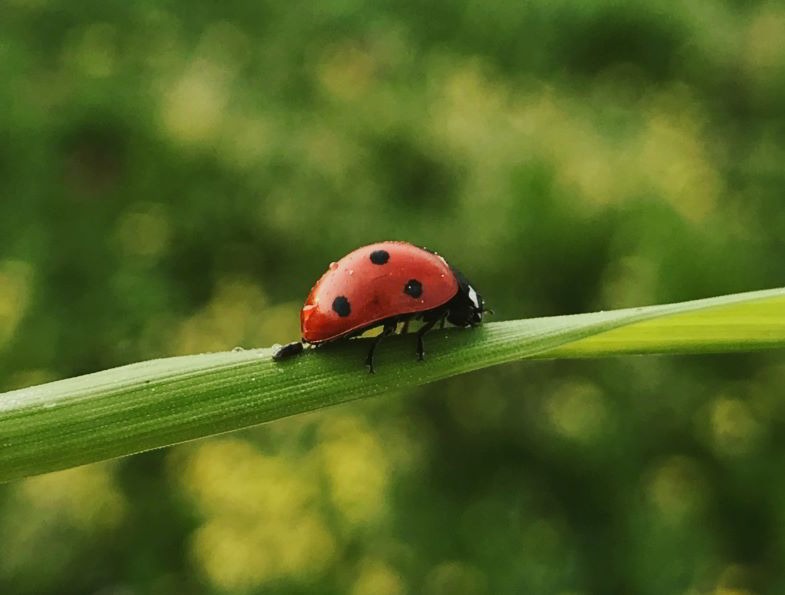 La coccinelle antagoniste des parasites du cannabis