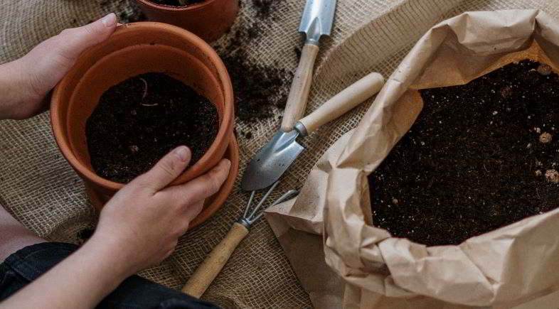 Comment rempoter correctement une plante.