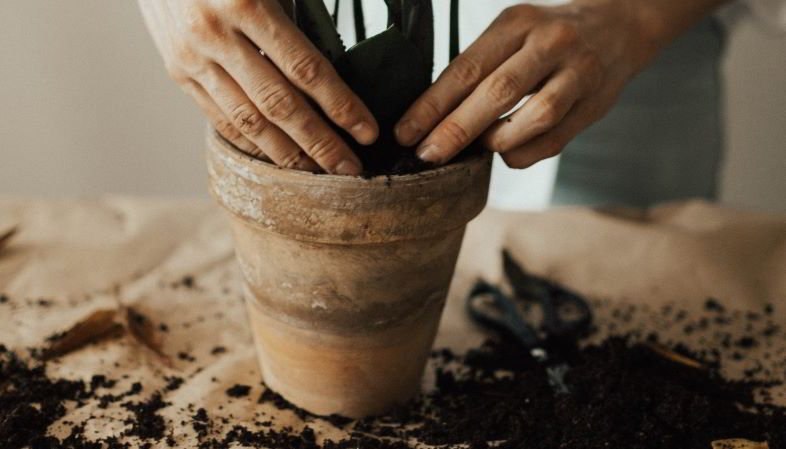 Comment rempoter une plante de cannabis ?