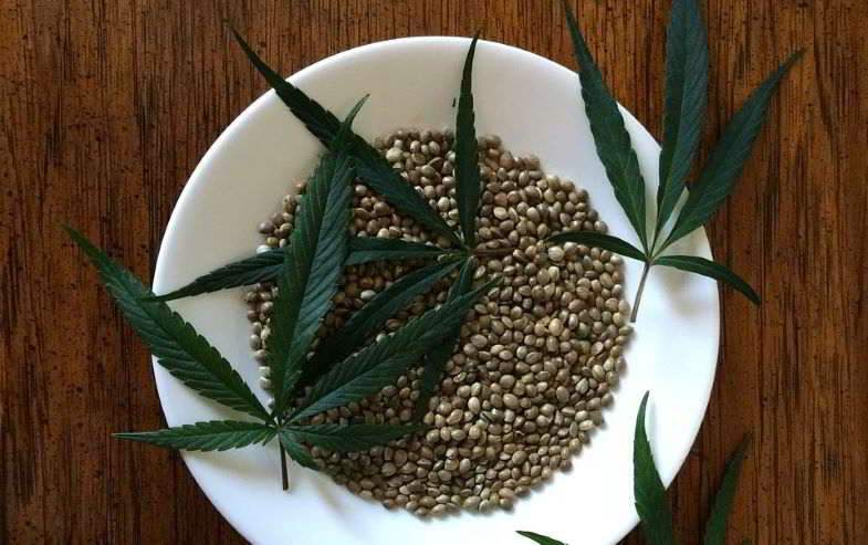 Conseils pour savoir si une graine de marijuana est morte