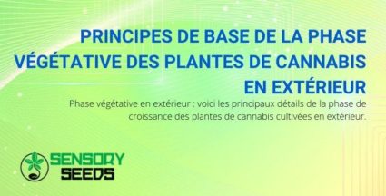 Les principes de base de la phase végétative du cannabis en extérieur