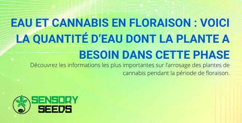 Découvrez la quantité d'eau dont la plante de cannabis a besoin pendant la phase de floraison.