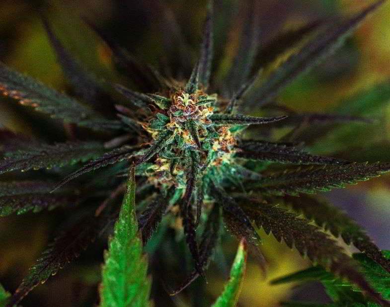 Eau et cannabis en phase de floraison