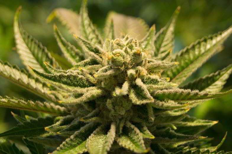 Trichomes opaques dans les fleurs de cannabis