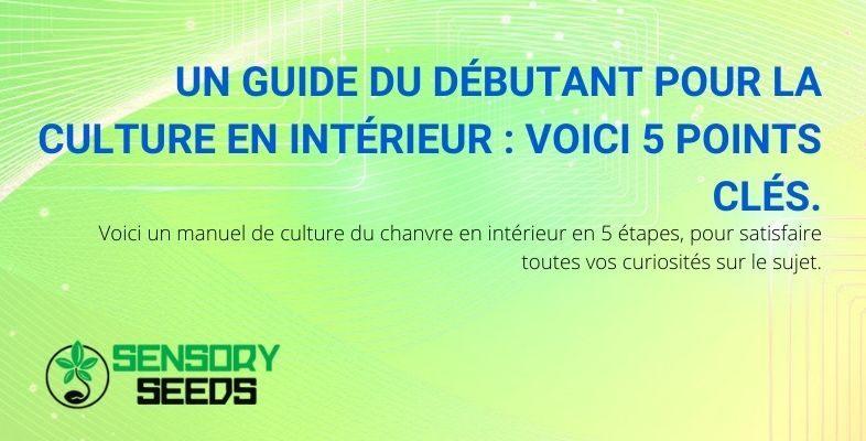 Guide du débutant en 5 étapes pour cultiver du cannabis en intérieur