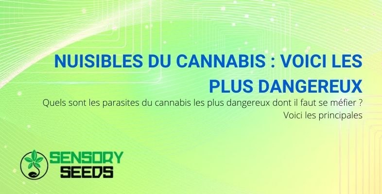 Voici les parasites du cannabis auxquels il faut faire plus attention car ils sont plus dangereux.