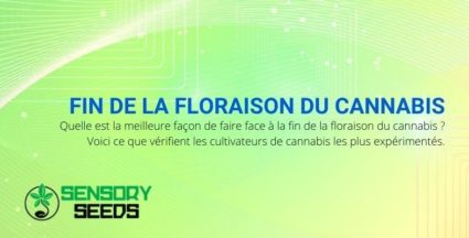 Comment se comporter dans la phase finale de floraison du cannabis