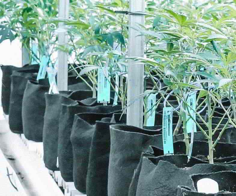 Forme de pot irrégulière : contenants en tissu pour cannabis