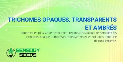 Reconnaître les trichomes opaques, transparents et ambrés avant la récolte.