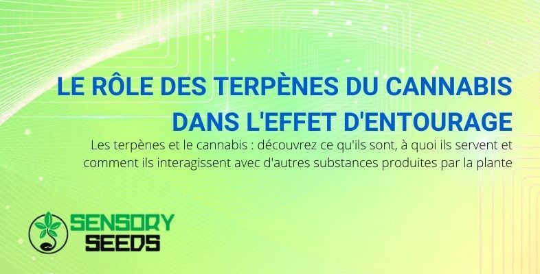 Les terpènes du cannabis et leur rôle dans l'effet entourage