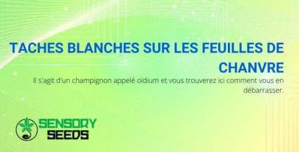 Taches blanches sur les feuilles de cannabis