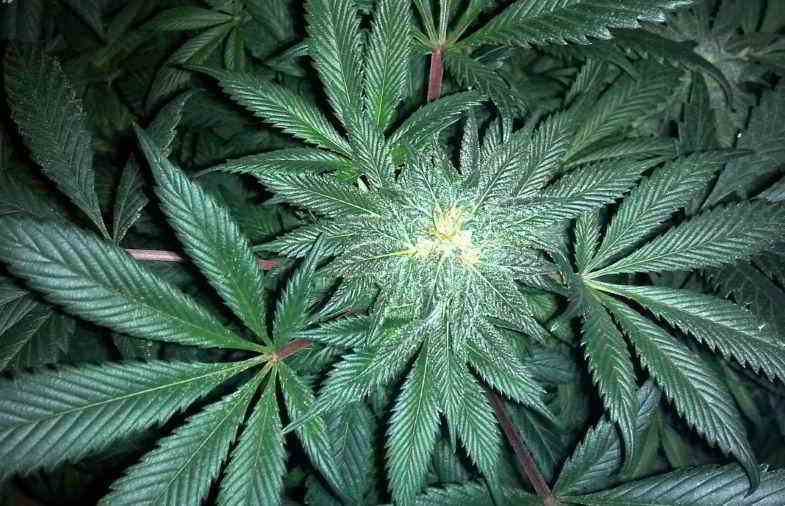 Les terpènes de cannabis dans la plante