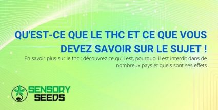 Tout ce que vous devez savoir sur le THC.