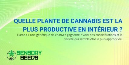 Quelle est la plante de cannabis d'intérieur la plus productive ?