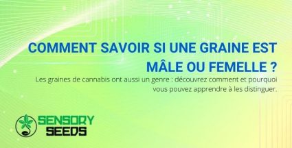 Comment reconnaître une graine de cannabis mâle ou femelle ?