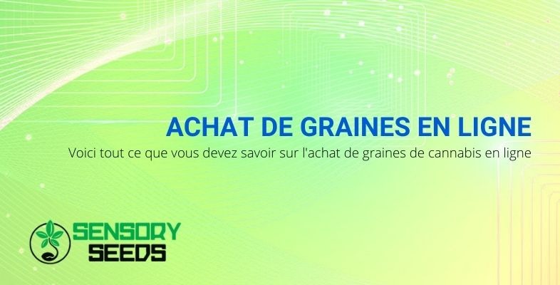 Tout ce que vous devez savoir pour acheter des graines de cannabis en ligne.