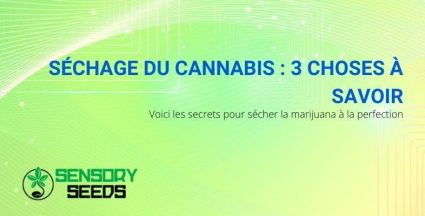 Comment sécher parfaitement le cannabis