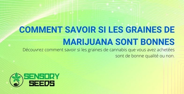 Méthodes pour savoir si vous avez acheté des semences de bonne qualité