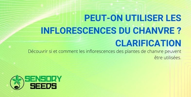 Comment utiliser les inflorescences de cannabis ?