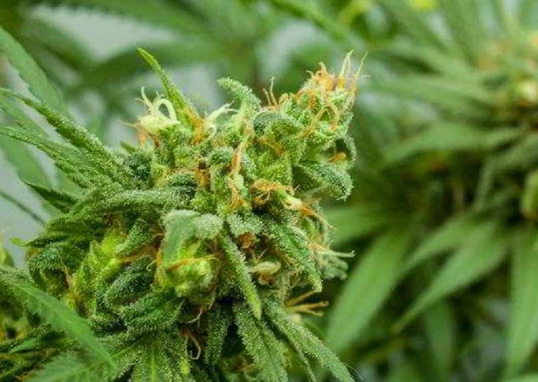 Le cannabis en fleur