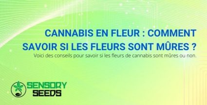 Comment savoir quand les fleurs de cannabis sont mûres ?