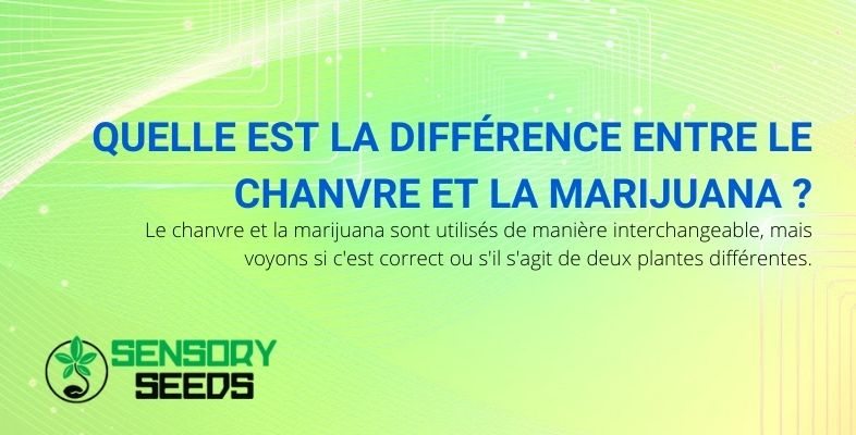 Voici les différences entre le chanvre et la marijuana