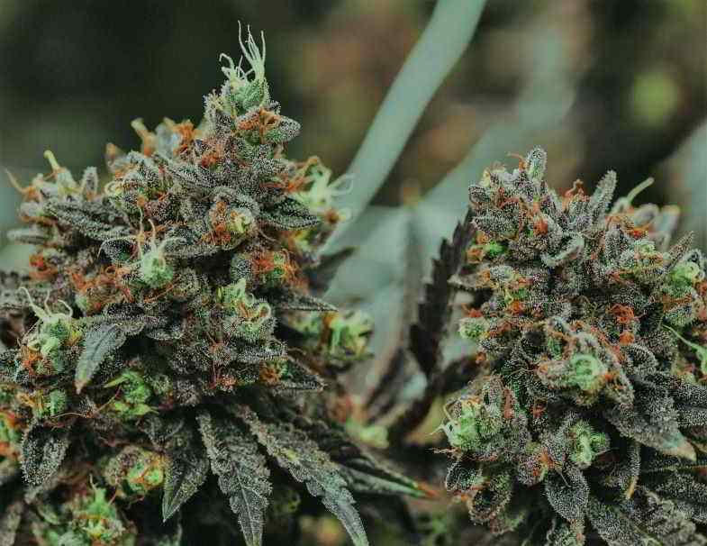 Fleurs de cannabis