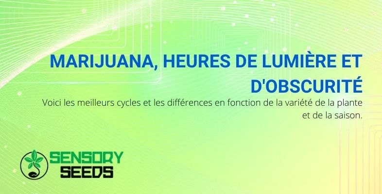 Les meilleurs cycles de lumière et d'obscurité pour le cannabis d'intérieur