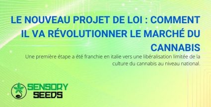 Comment le marché du cannabis va-t-il changer avec le nouveau projet de loi ?