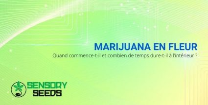 Combien de temps dure la phase de floraison du cannabis d'intérieur ?