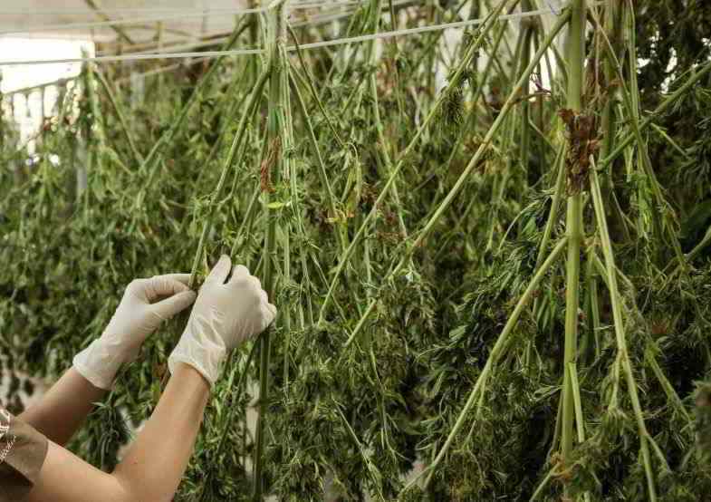 Des plants de cannabis suspendus pour le séchage