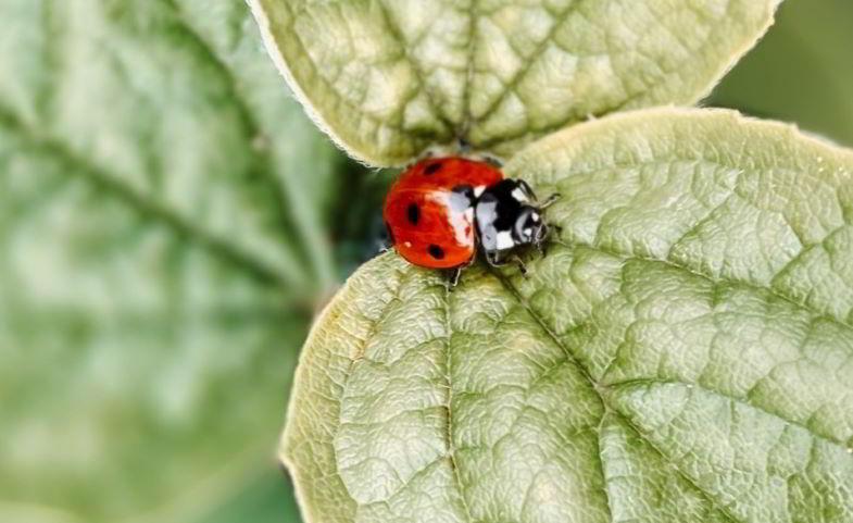 Coccinelle antagoniste des pucerons