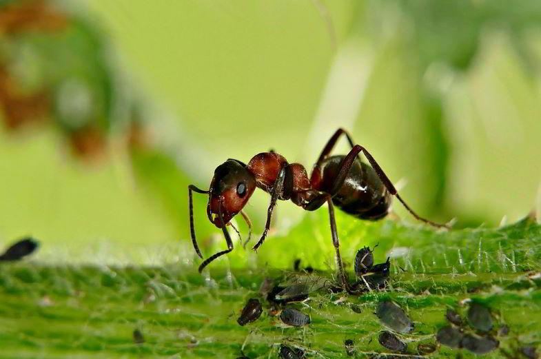 Fourmi et pucerons sur une plante