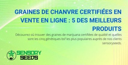 5 génétiques de graines de cannabis BSF les plus populaires auprès des clients de Sensoryseeds