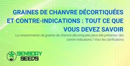 Toutes les contre-indications sur les graines de cannabis décortiquées