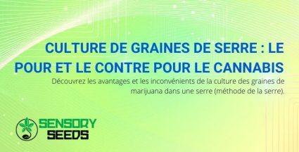 Cultiver des graines de cannabis en serre : avantages et inconvénients