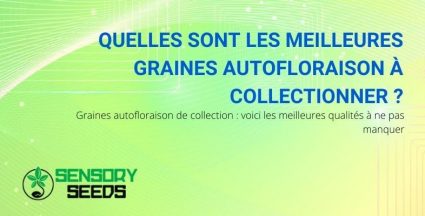 Des qualités de graines autoflorissantes à collectionner, à ne pas manquer.