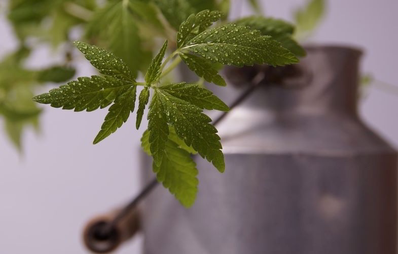 Coupe de chanvre dans un vase