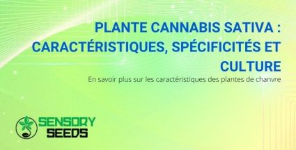 Les caractéristiques, les curiosités et la culture de la plante de cannabis sativa