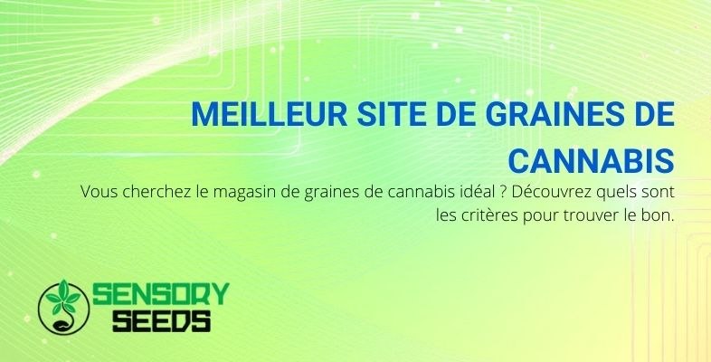 6 conseils pour trouver le meilleur site de graines de cannabis