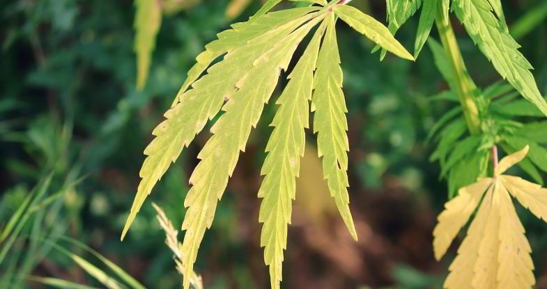 Feuilles de chanvre brûlées