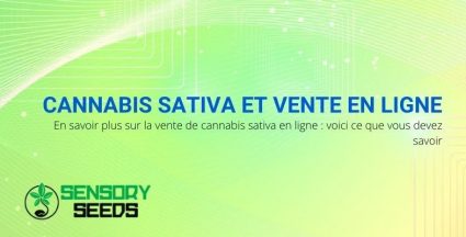 Informations sur la vente de cannabis sativa en ligne