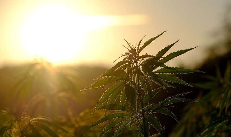 Plantation de cannabis sans champignons