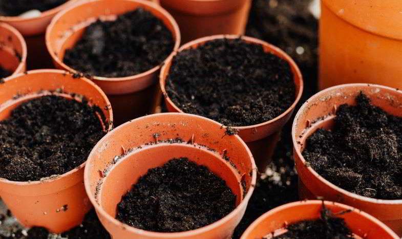 Pots à placer dans l'obscurité pour la germination des graines