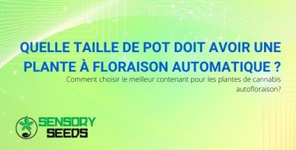 Quelle taille doit avoir un pot de cannabis à autofloraison ?