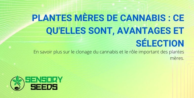 Quelle est la plante mère du cannabis