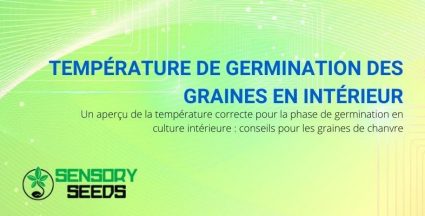 Voici quelle est la température idéale pour la germination en intérieur des graines de chanvre