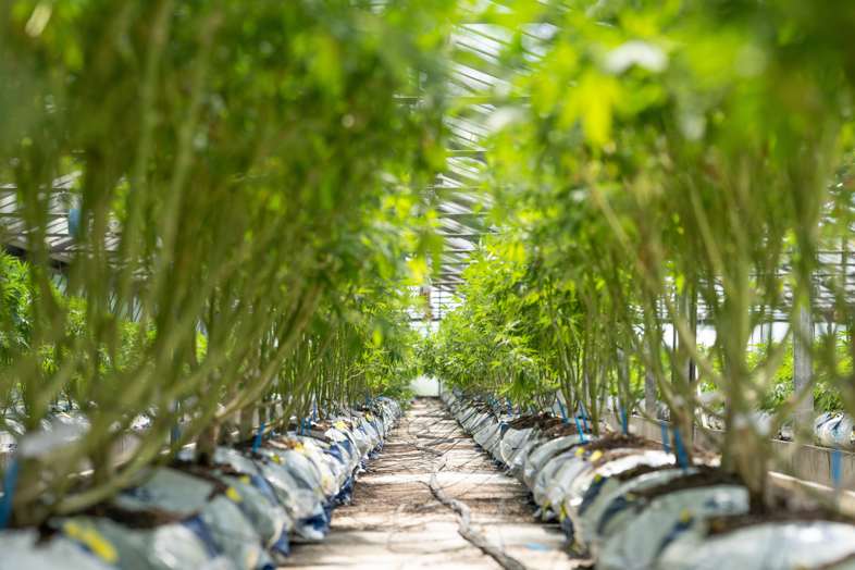 Culture de cannabis avec système d'irrigation goutte à goutte