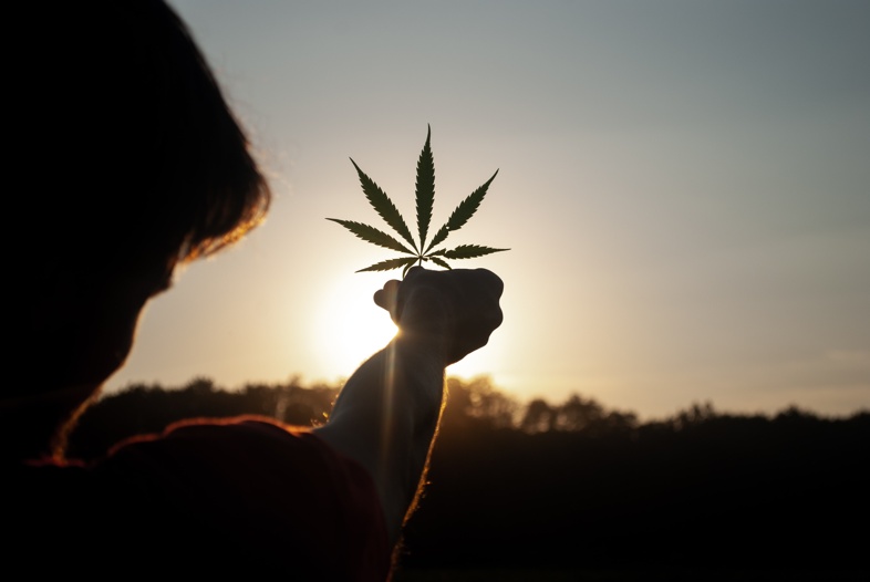 Les plantes de chanvre ont besoin de 10/12 heures de soleil direct par jour