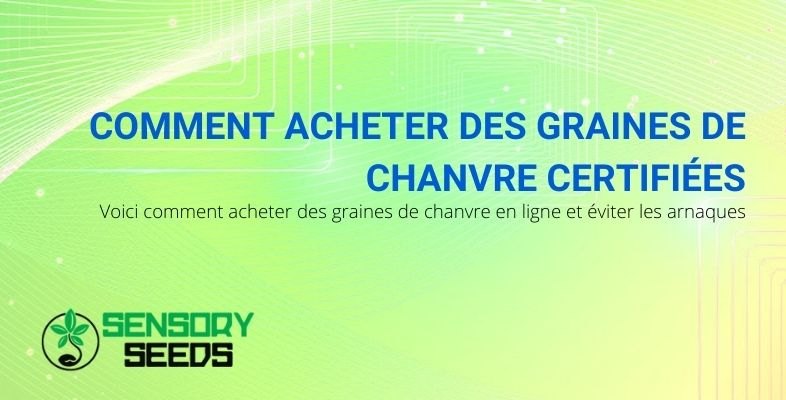 Voici comment acheter des graines de chanvre certifiées en ligne en évitant les arnaques